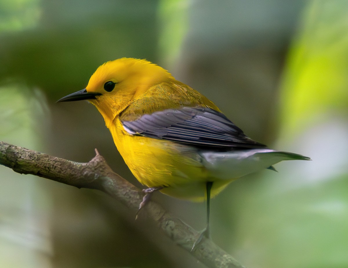 Prothonotary Warbler - ML619388807