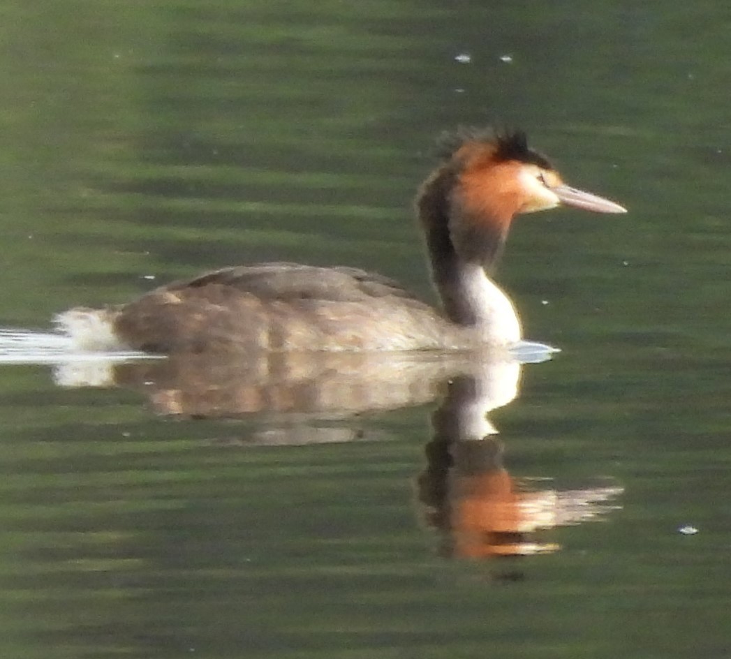Great Crested Grebe - ML619388811