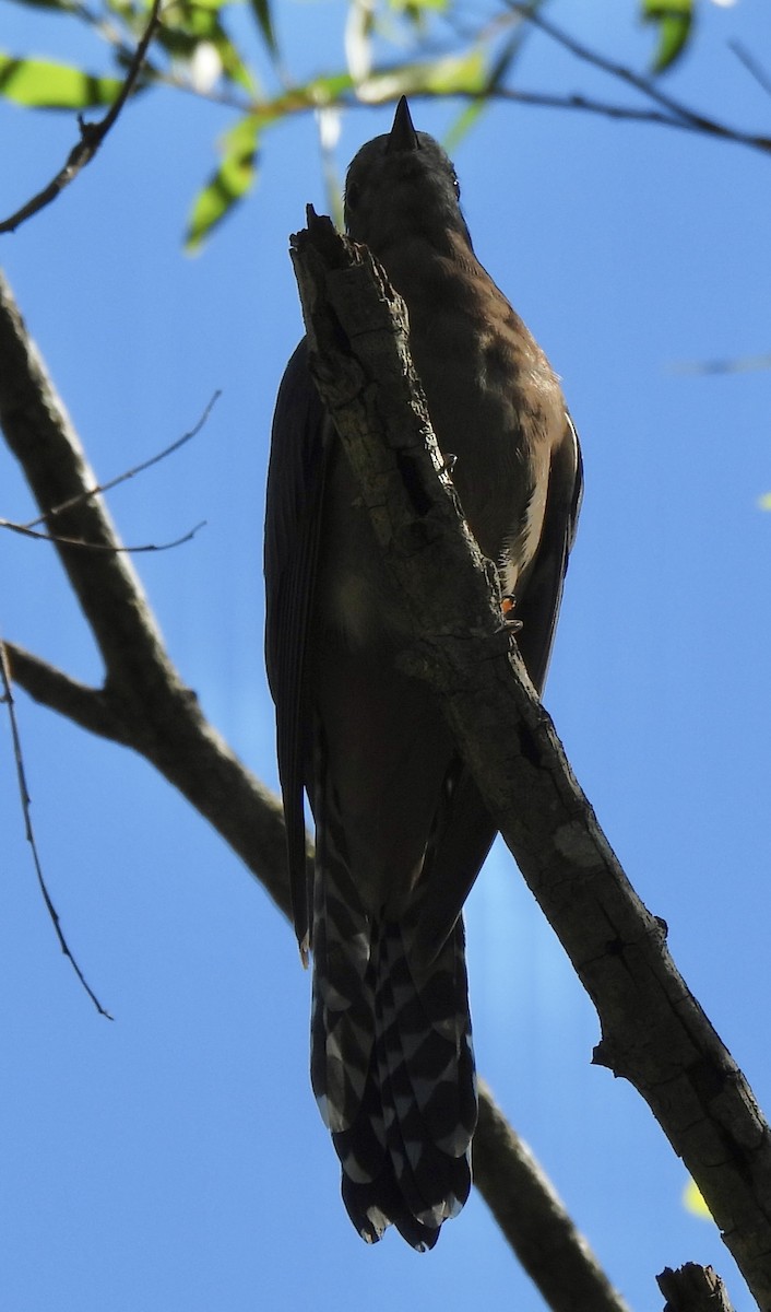 Fan-tailed Cuckoo - ML619388820