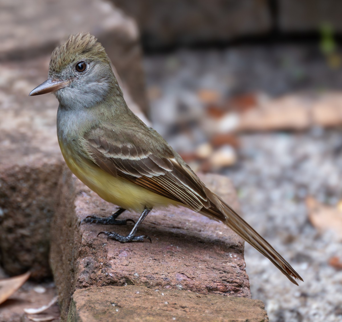 Great Crested Flycatcher - ML619388822