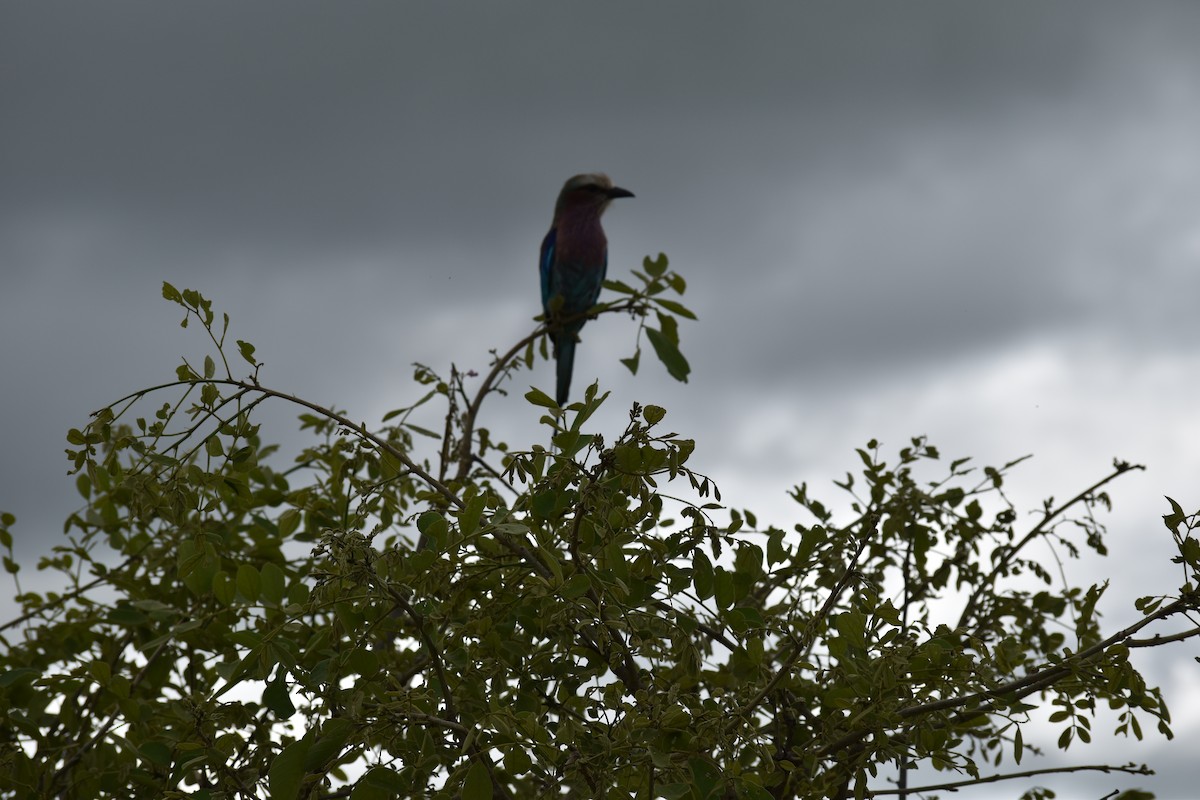 Lilac-breasted Roller - ML619388823