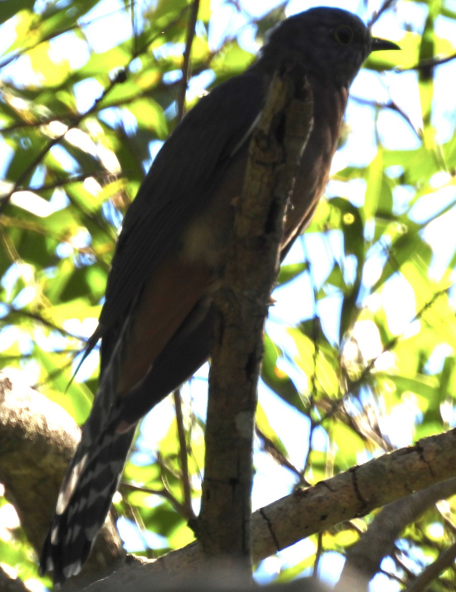 Fan-tailed Cuckoo - ML619388829