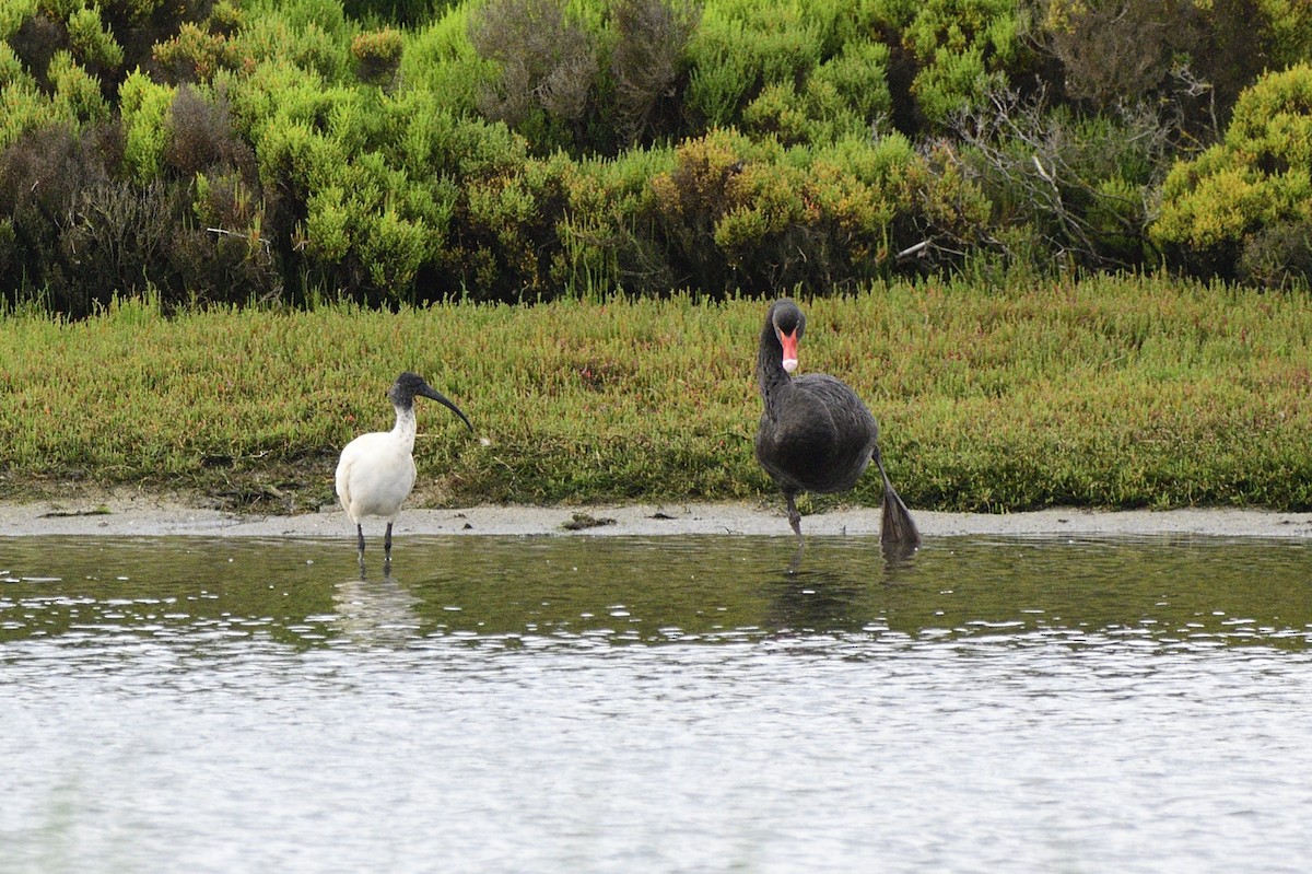 ibis australský - ML619388836