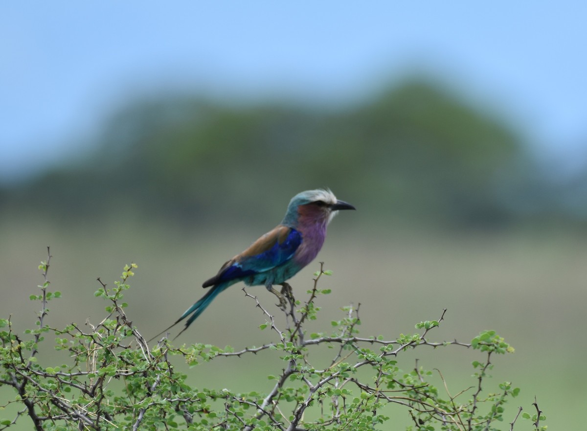Lilac-breasted Roller - ML619388840