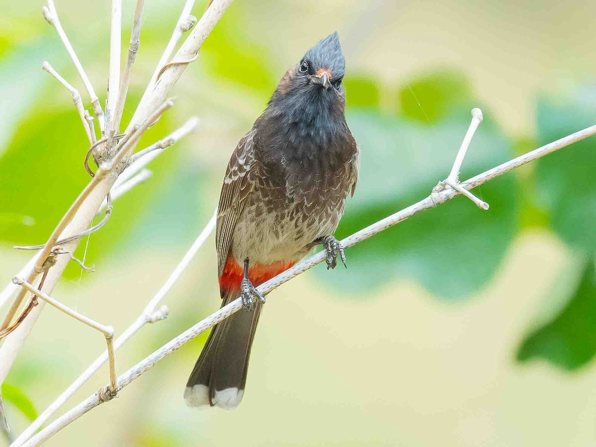 Red-vented Bulbul - ML619388940