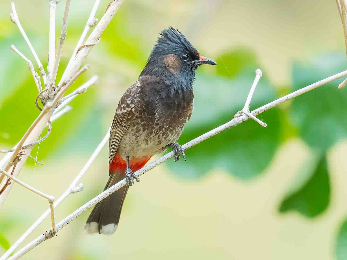 Red-vented Bulbul - ML619388941