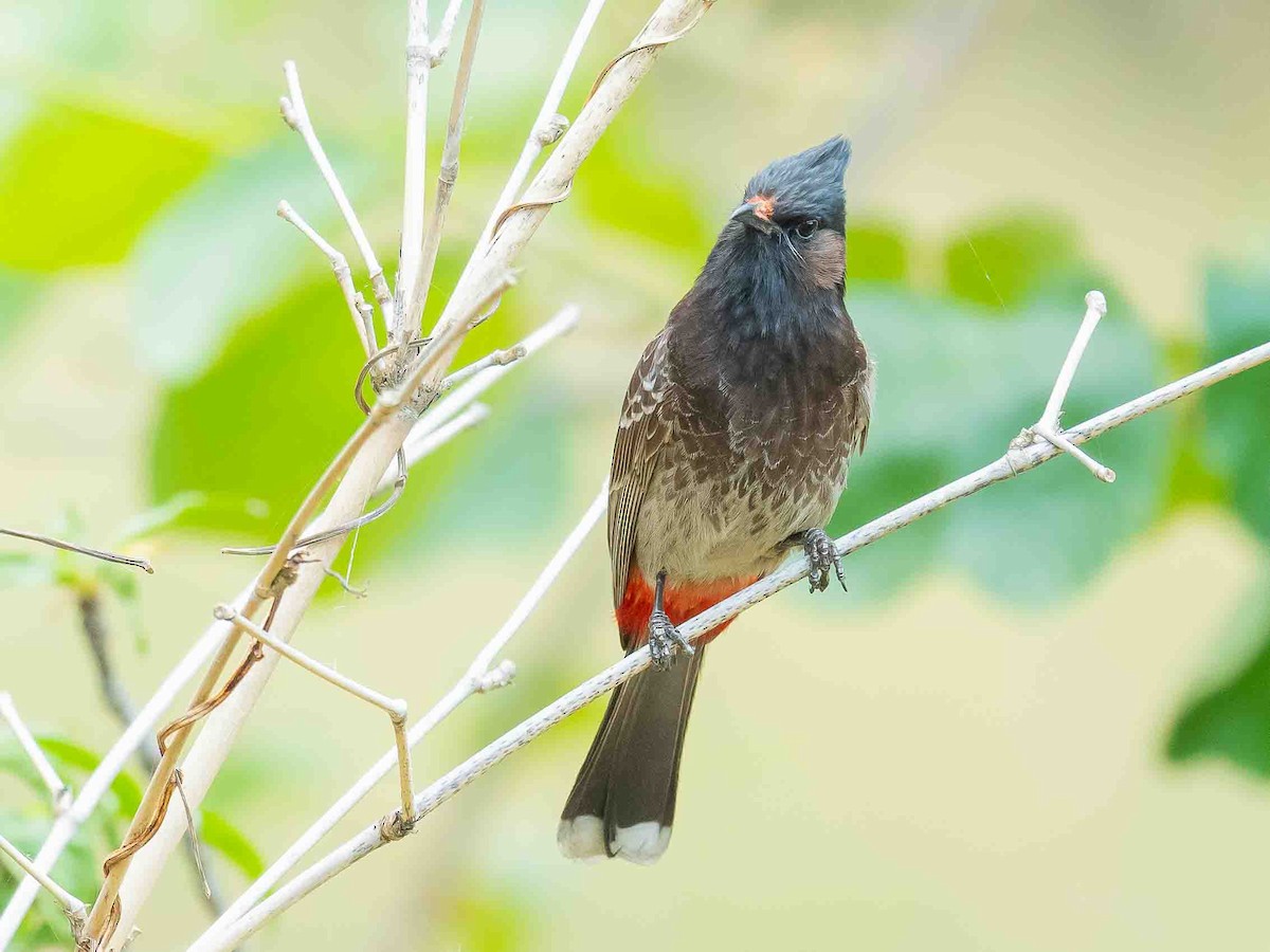 Red-vented Bulbul - ML619388942