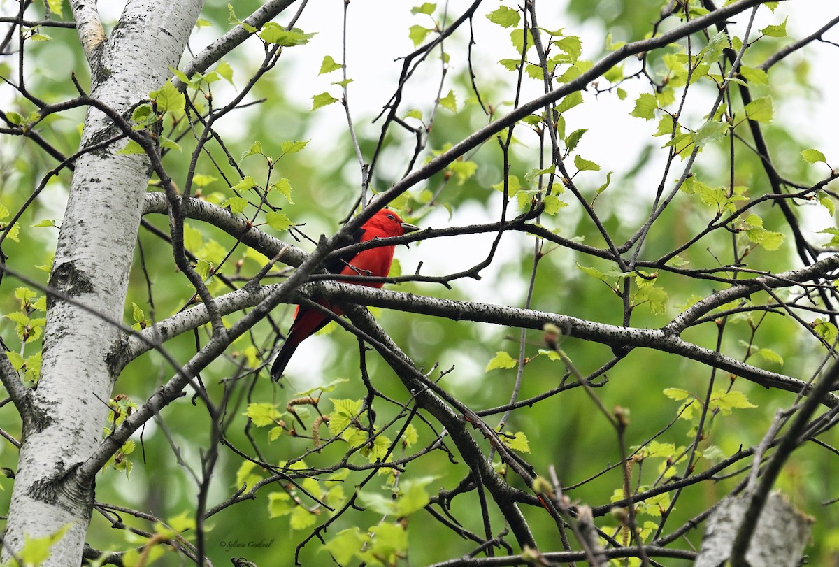 Scarlet Tanager - ML619388984