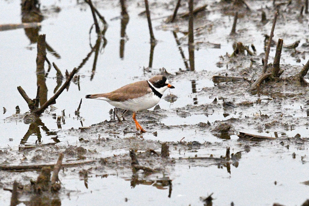 Semipalmated Plover - ML619389039