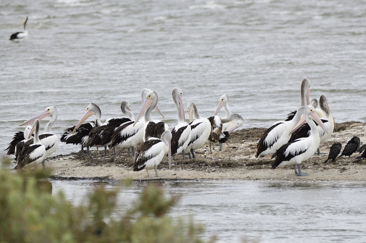 pelikán australský - ML619389074