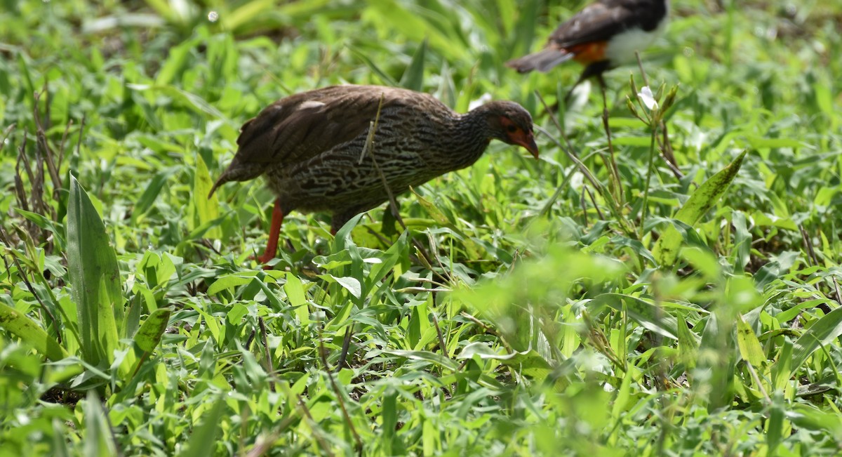 Red-necked Spurfowl - ML619389103