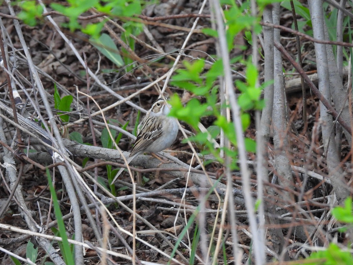 Clay-colored Sparrow - ML619389109