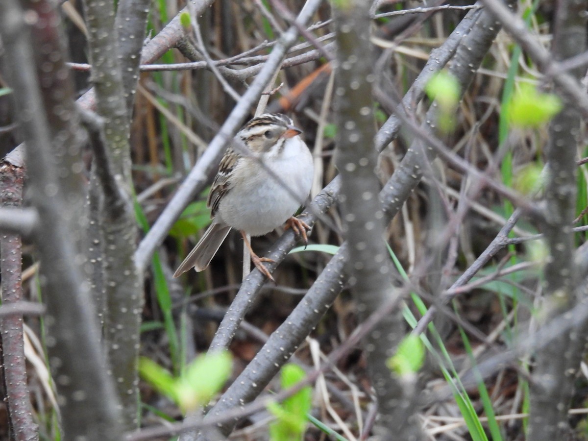 Clay-colored Sparrow - ML619389112