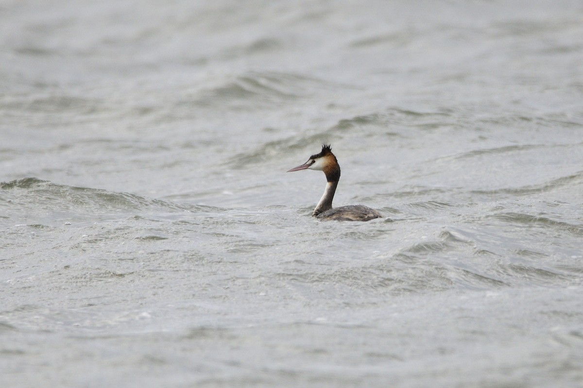 Great Crested Grebe - ML619389125