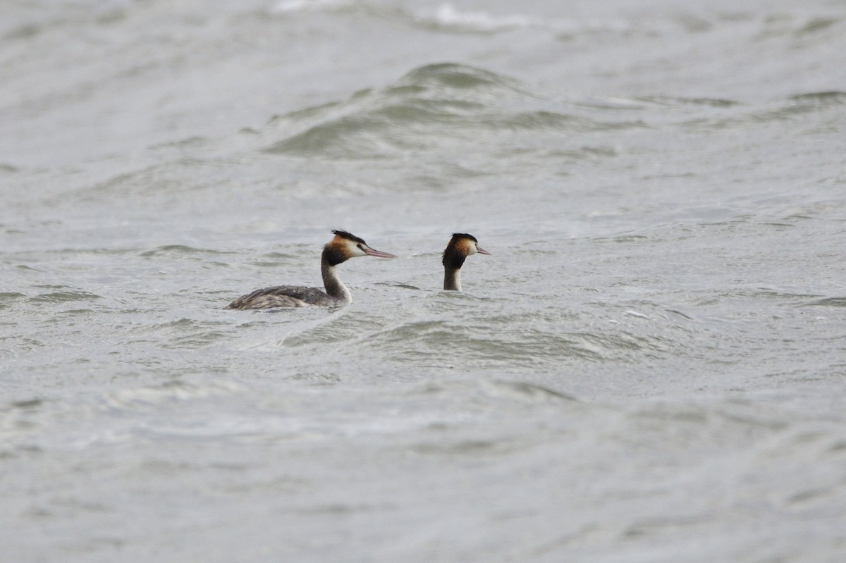 Great Crested Grebe - ML619389127