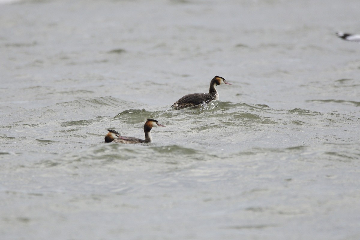 Great Crested Grebe - ML619389131