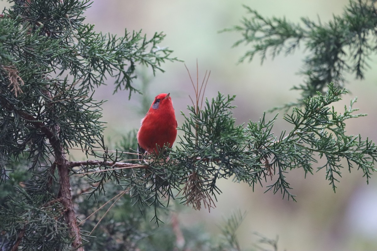 Red Warbler (Gray-cheeked) - ML619389137