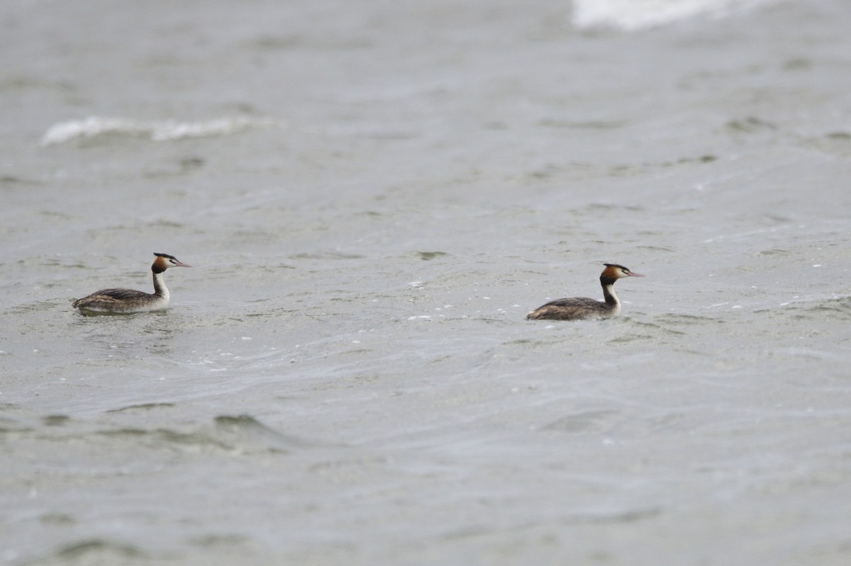 Great Crested Grebe - ML619389139