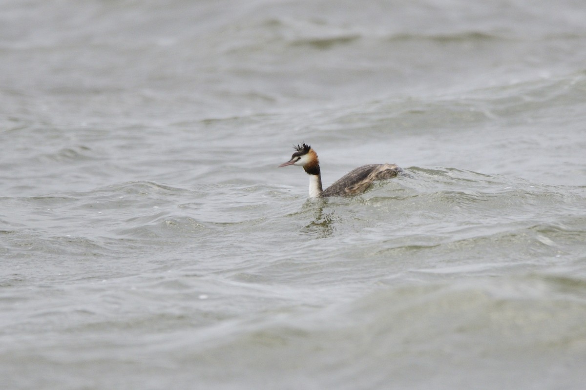 Great Crested Grebe - ML619389144