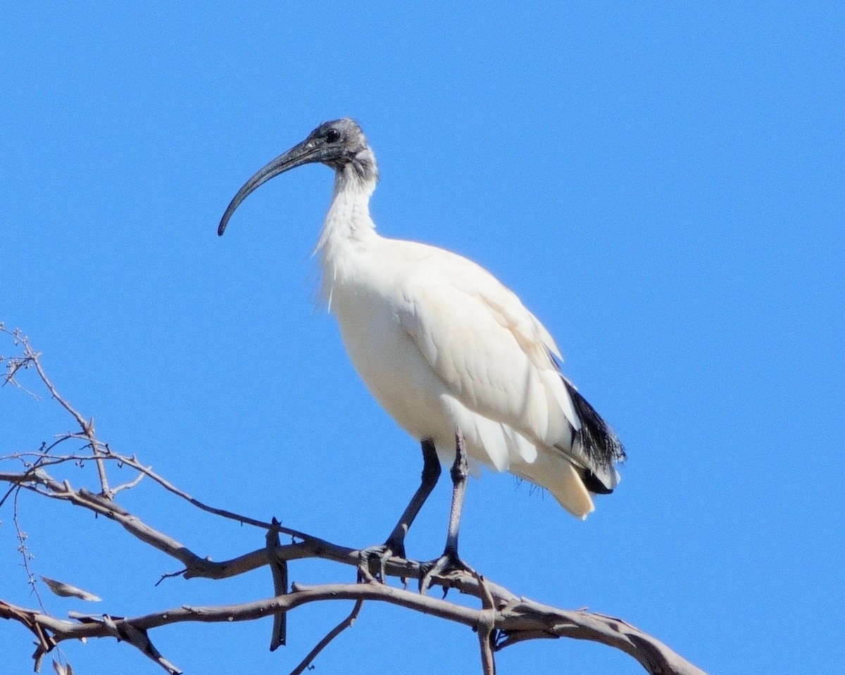 ibis australský - ML619389186