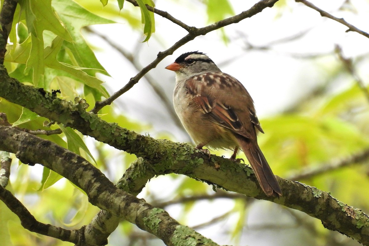 White-crowned Sparrow - ML619389212