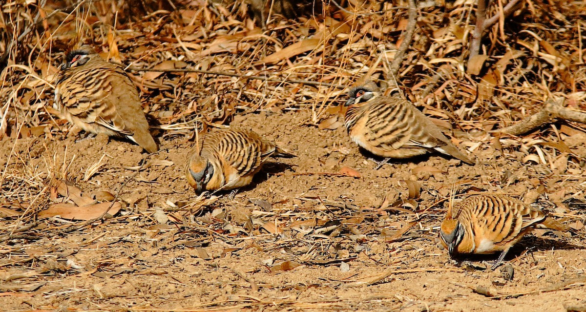 Spinifex Pigeon - ML619389215