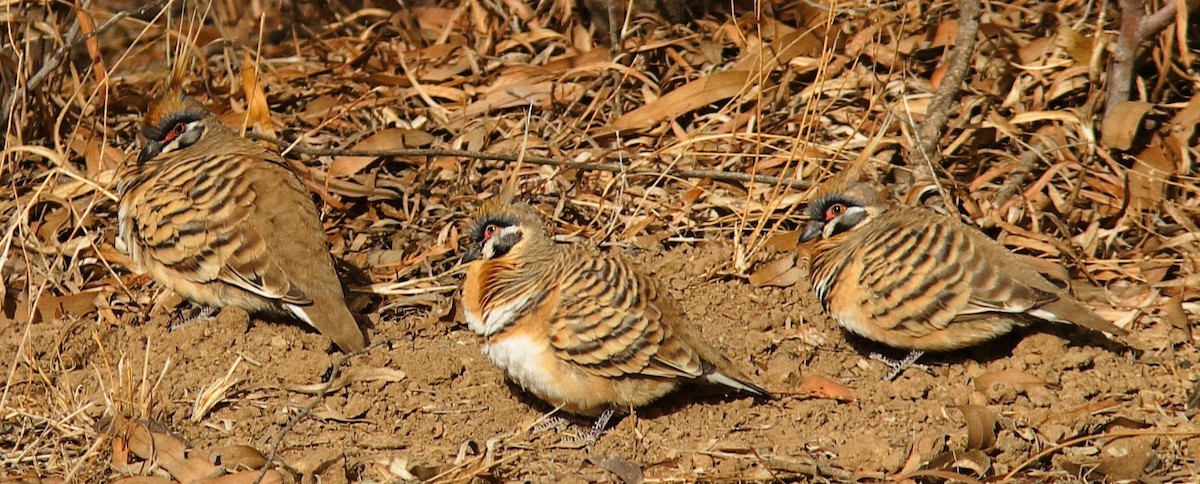 Spinifex Pigeon - ML619389217