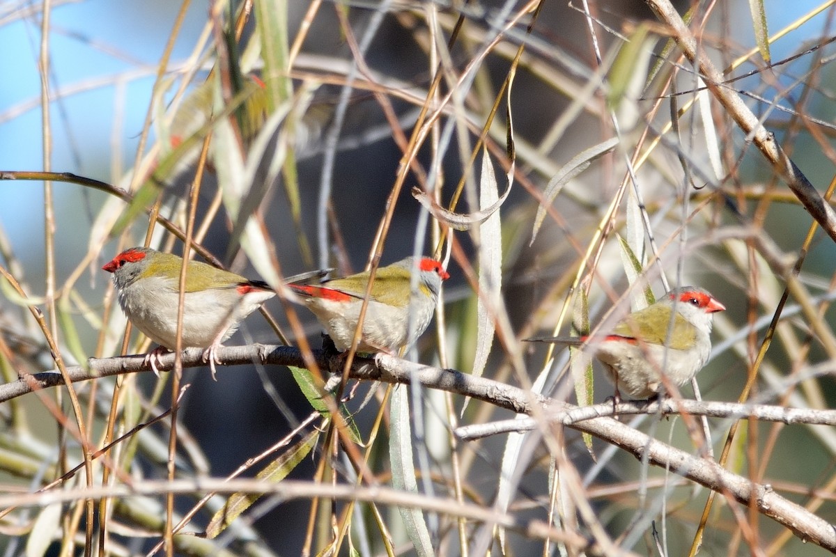 Red-browed Firetail - ML619389228