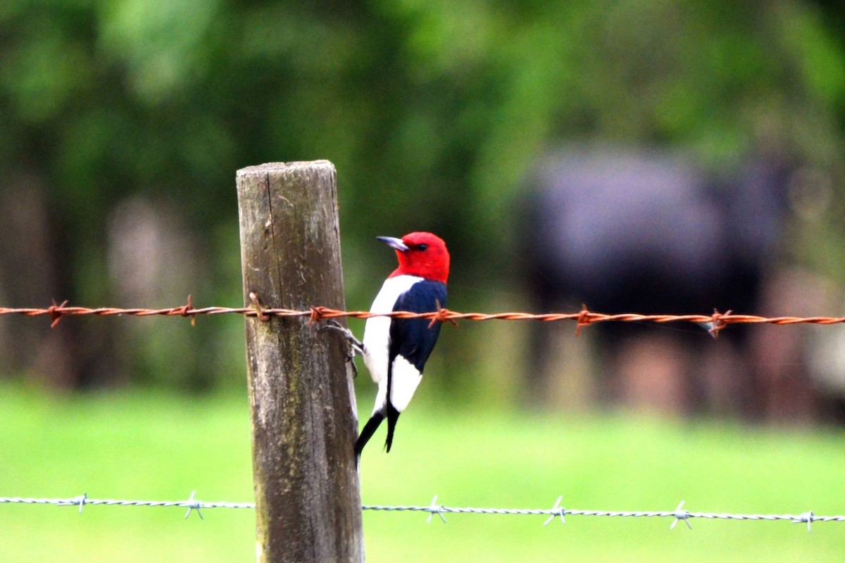 Red-headed Woodpecker - ML619389229