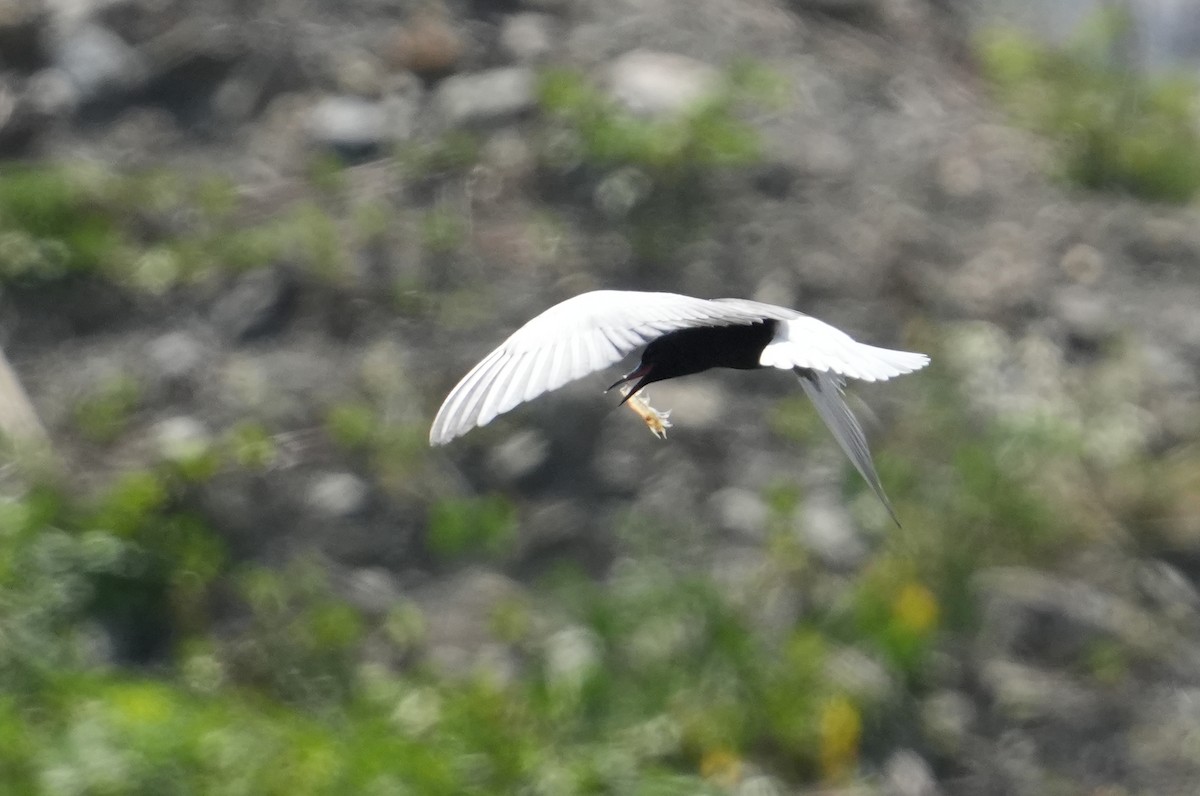 White-winged Tern - ML619389236