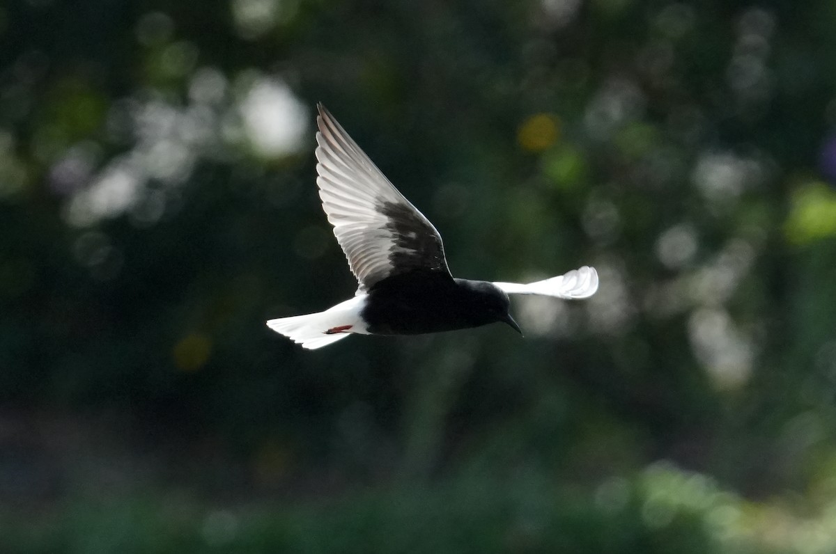 White-winged Tern - ML619389237