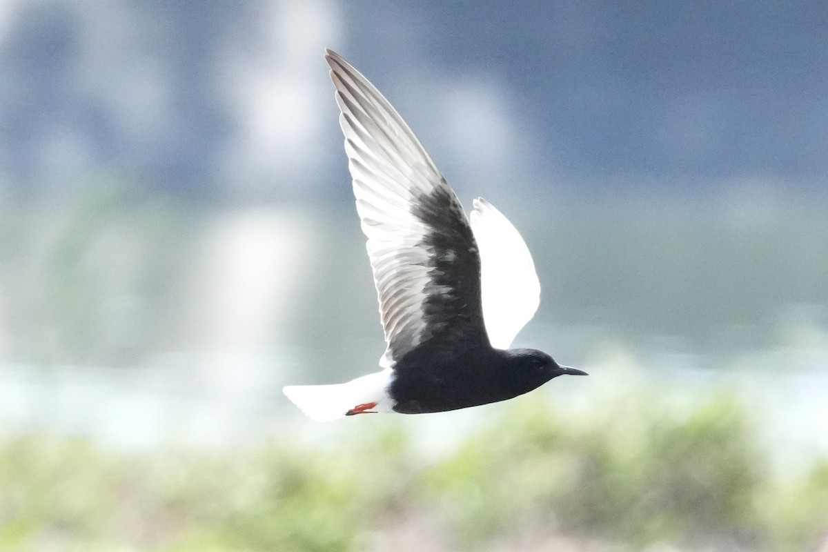 White-winged Tern - ML619389238