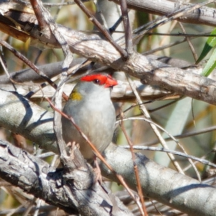 Red-browed Firetail - ML619389240