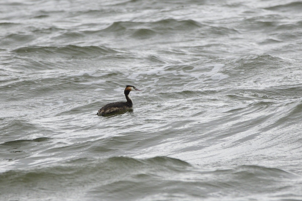 Great Crested Grebe - ML619389246