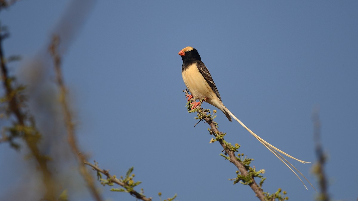 Straw-tailed Whydah - ML619389272