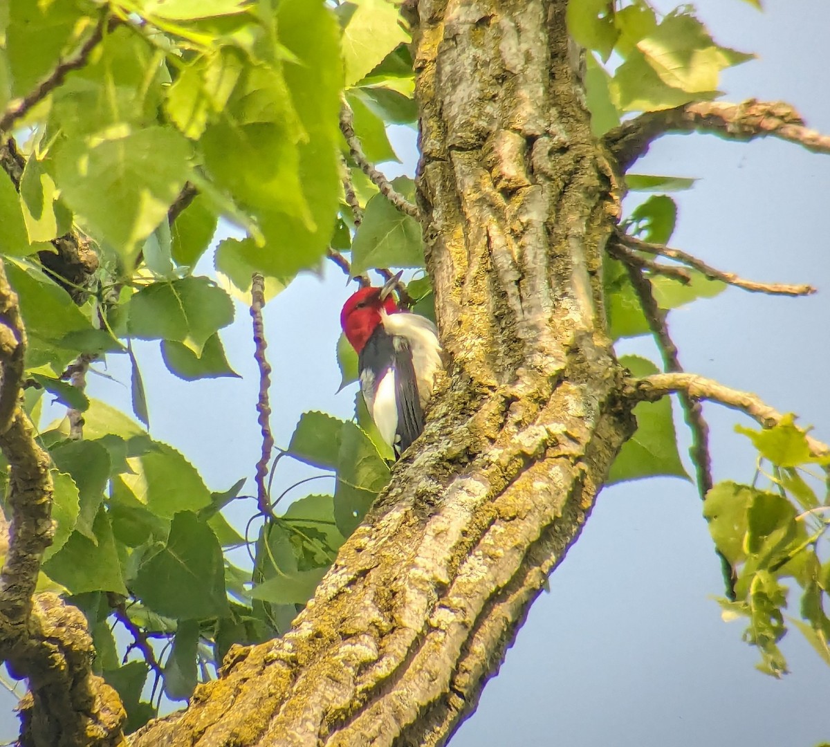 Red-headed Woodpecker - ML619389281