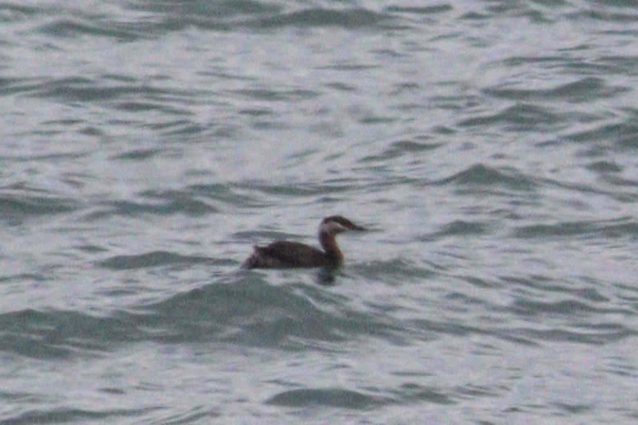 Red-necked Grebe - ML619389291