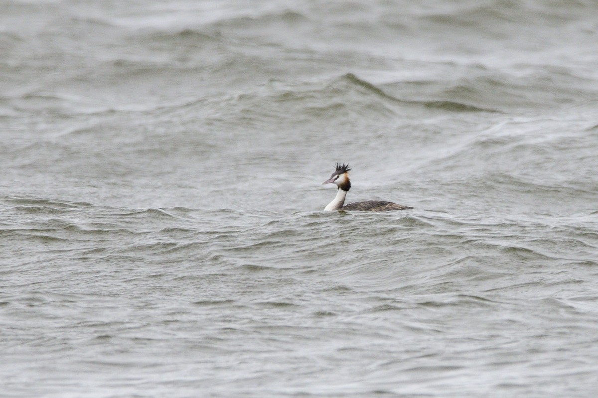 Great Crested Grebe - ML619389315