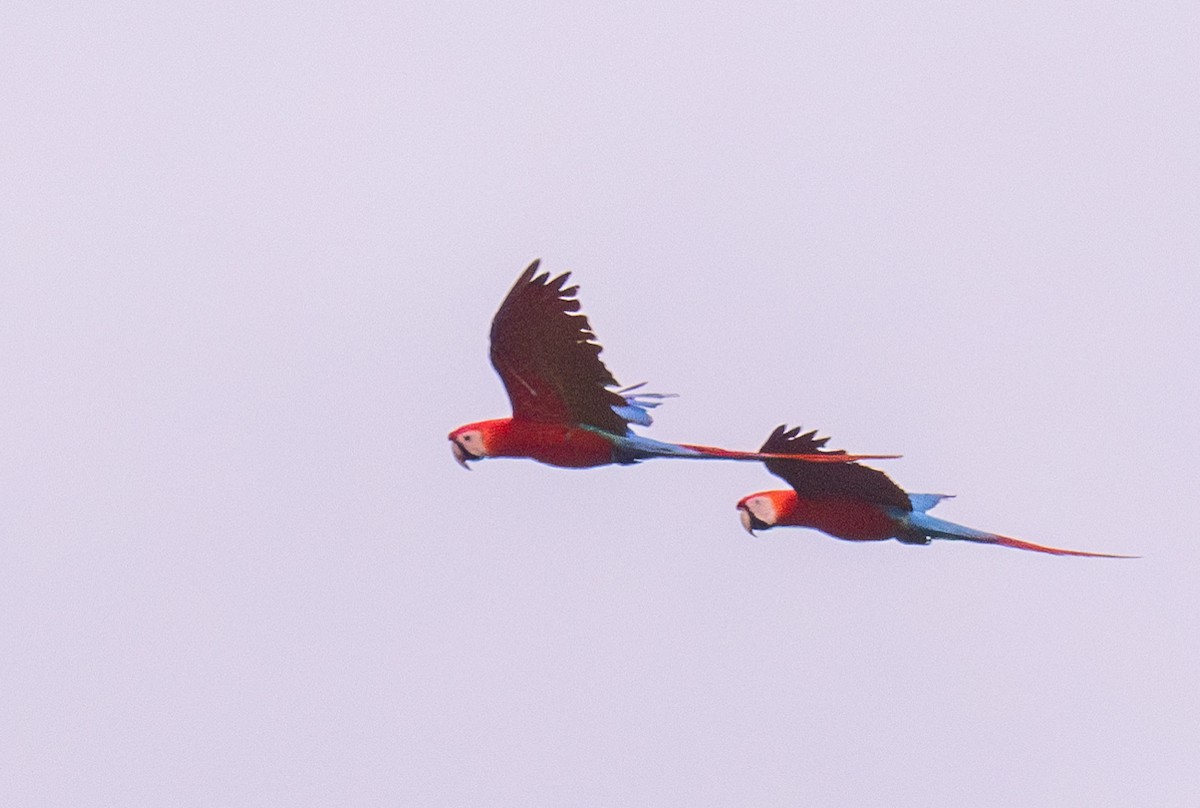 Scarlet Macaw - ML619389375