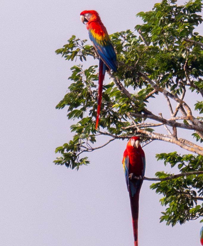 Scarlet Macaw - ML619389376