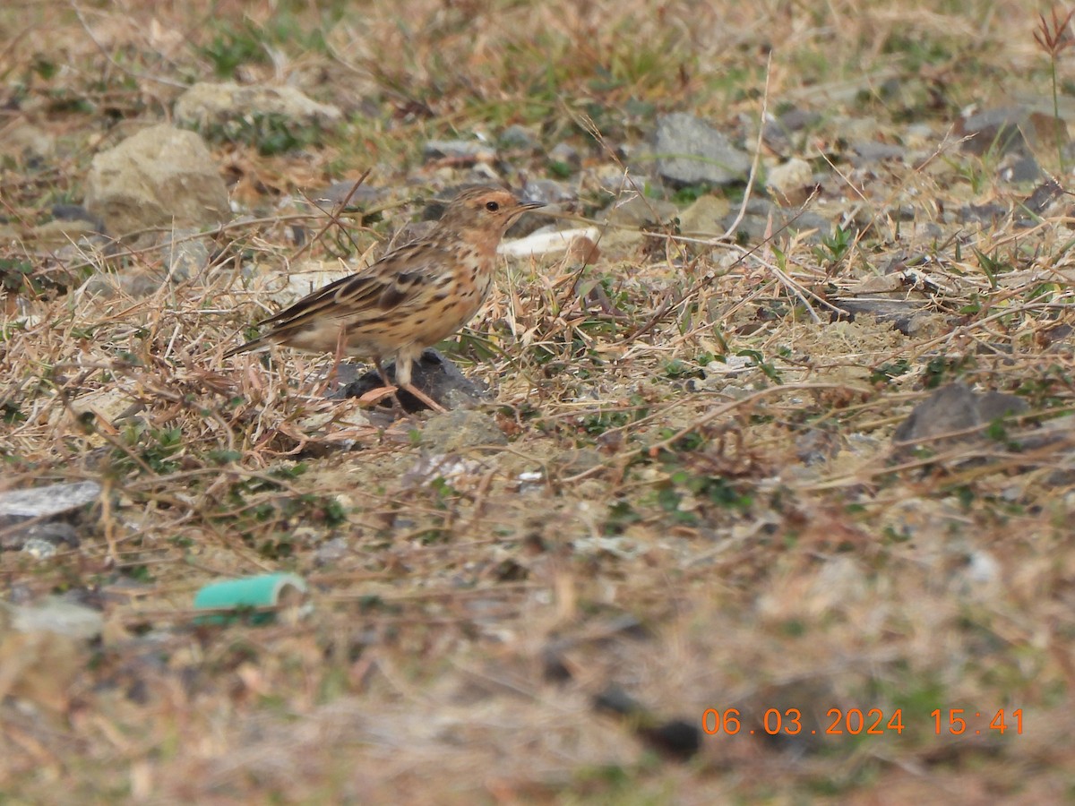 Red-throated Pipit - ML619389401