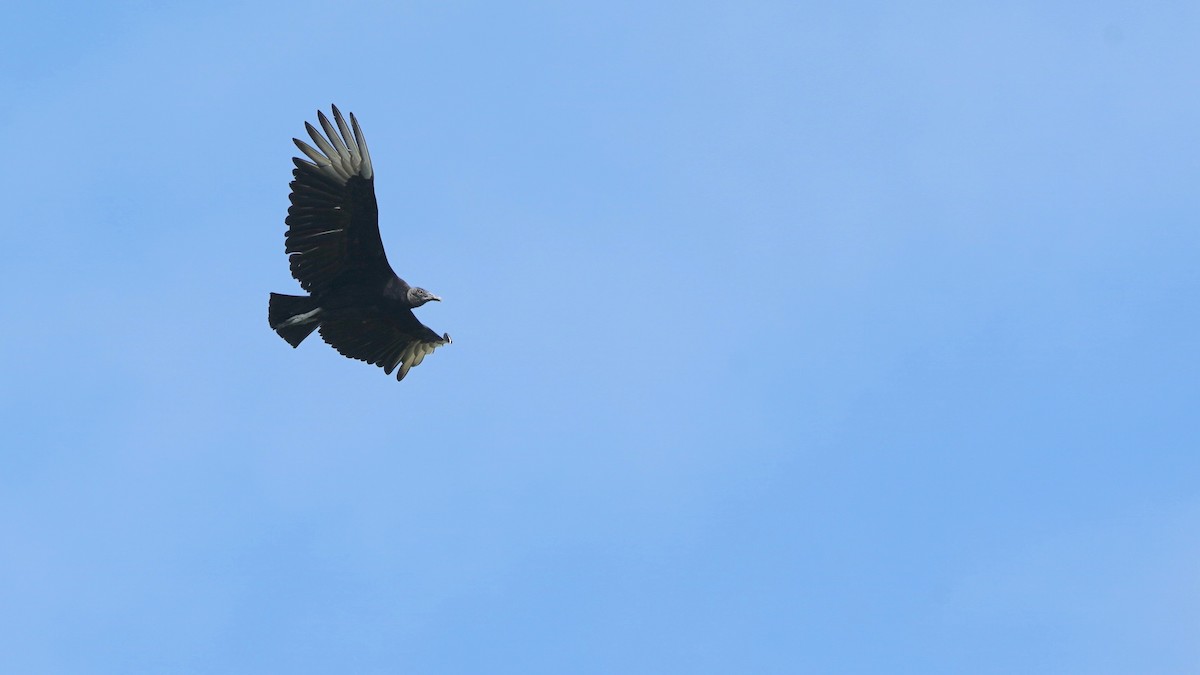 Black Vulture - ML619389403
