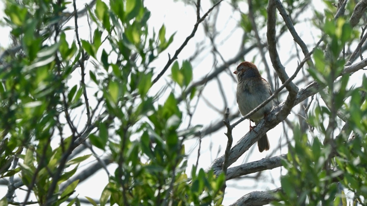 Field Sparrow - ML619389414