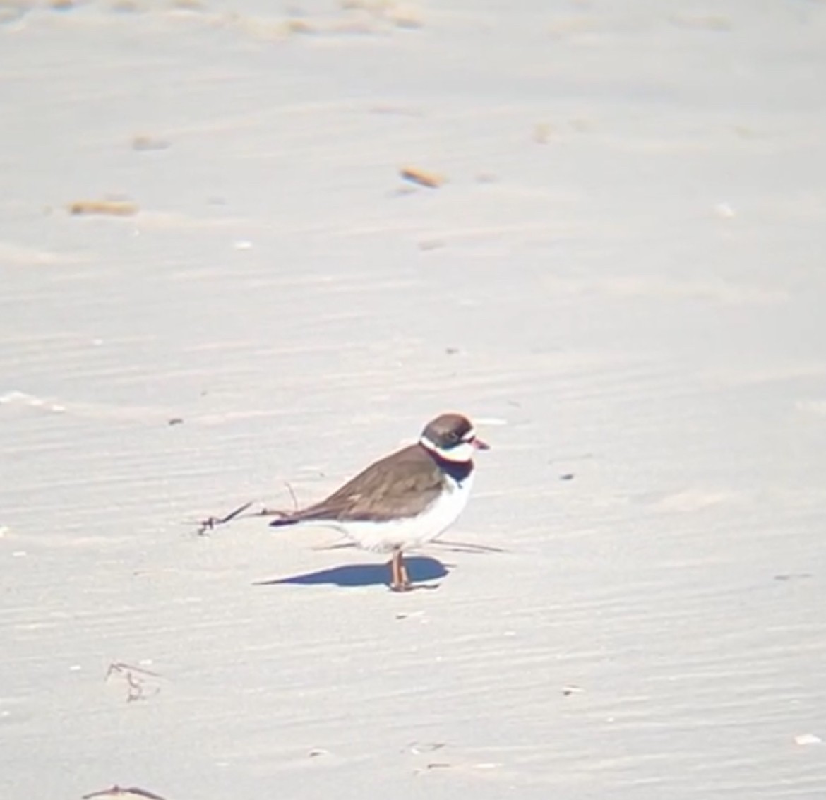 Semipalmated Plover - ML619389442