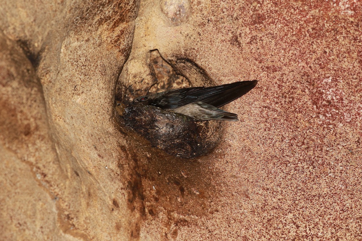 Black-nest Swiftlet - ML619389454