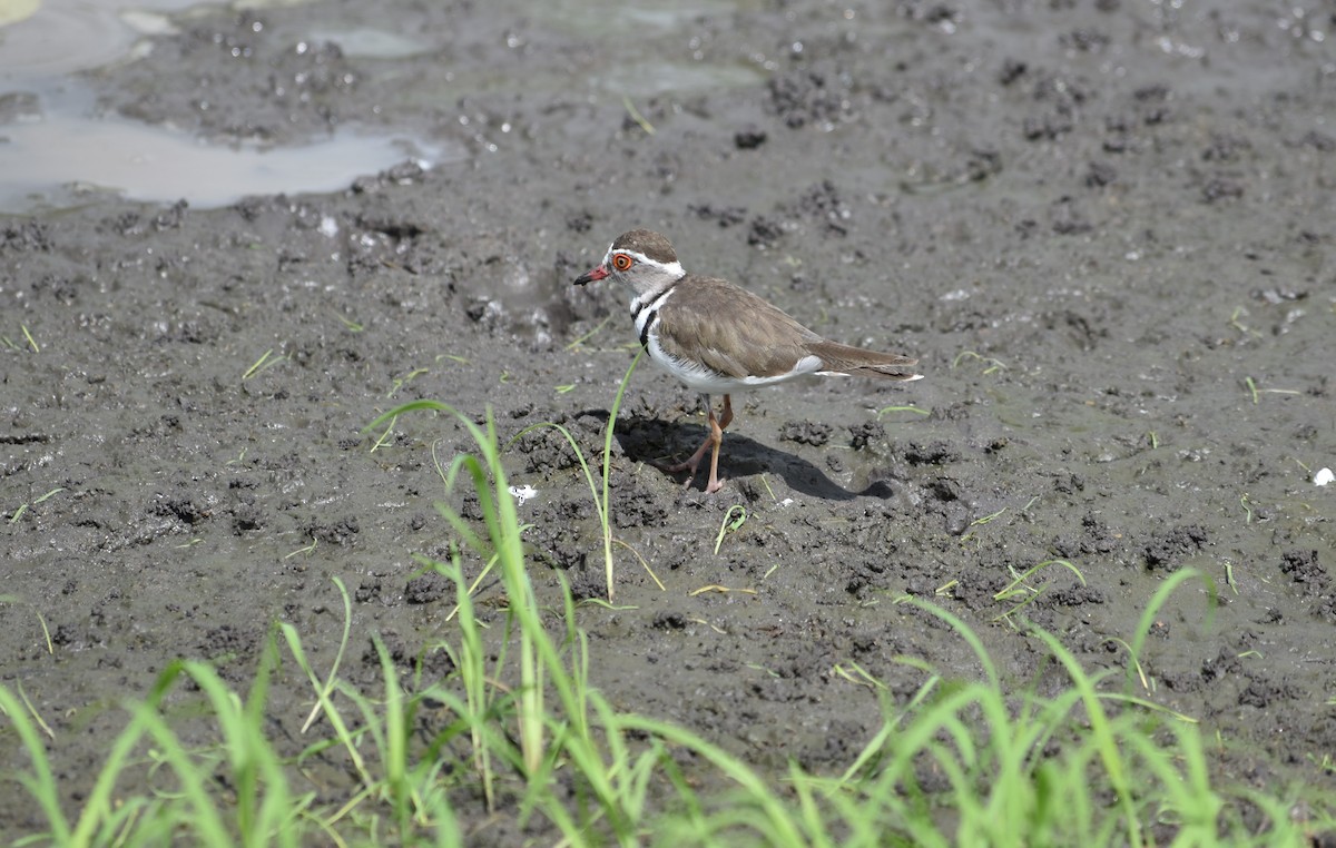 Three-banded Plover - ML619389466