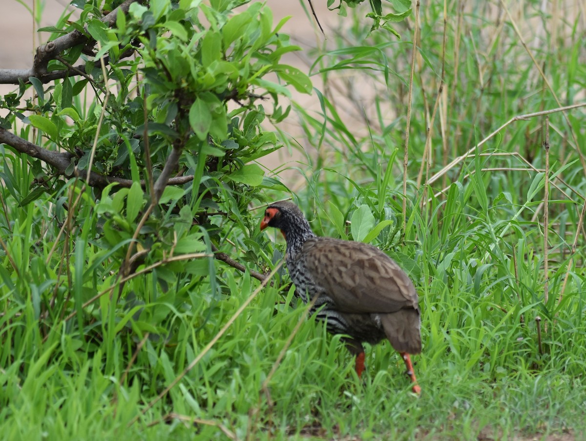 Red-necked Spurfowl - ML619389544