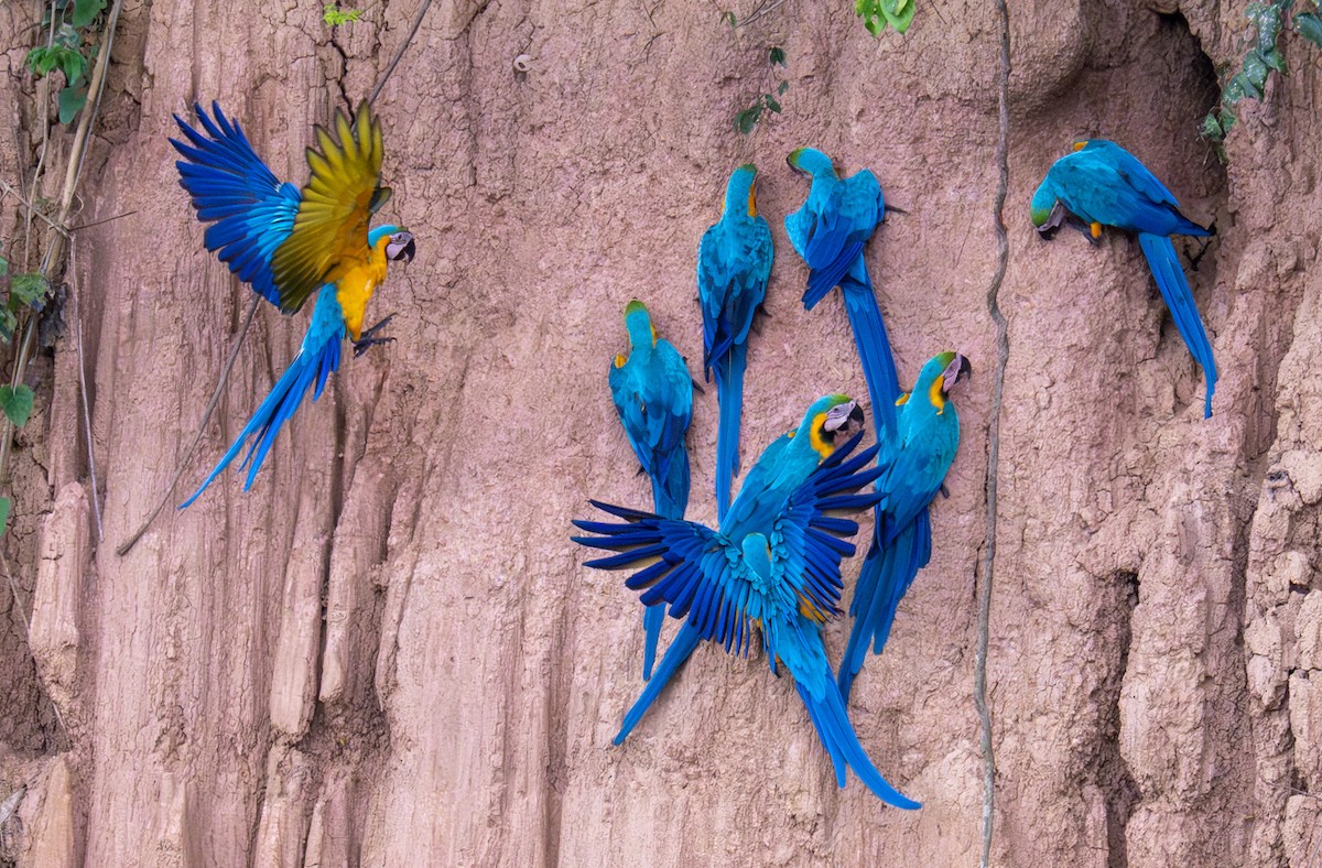 Blue-and-yellow Macaw - ML619389579