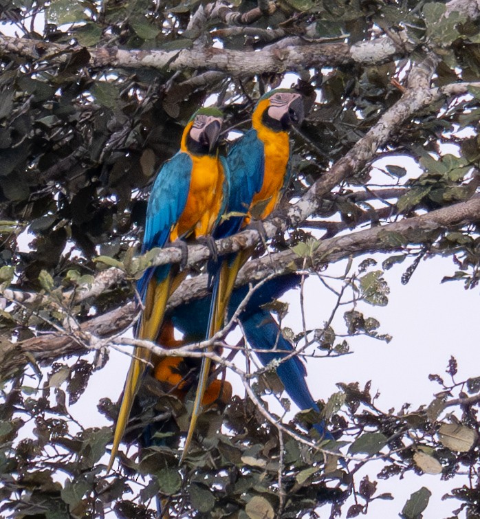 Blue-and-yellow Macaw - ML619389586