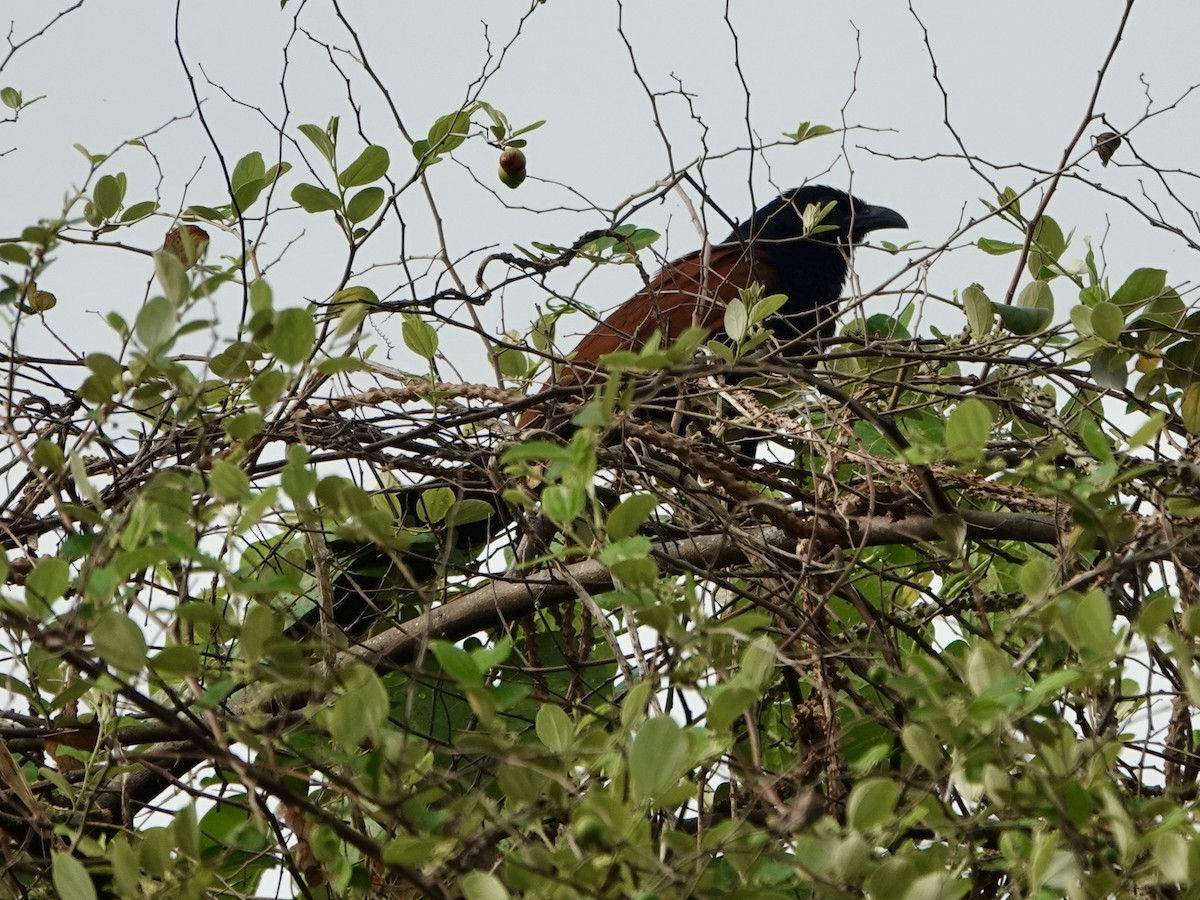 Greater Coucal - ML619389591